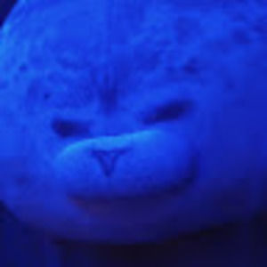 Meet your Posher, Abigail